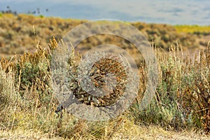 The arid landscape of the prairies with sagebrush, mountains, grasses