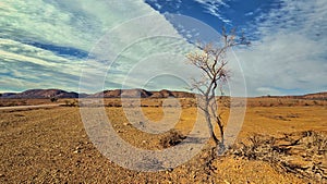 arid landscape with a strong foreground tree