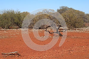 Arid landscape of the Western Australian outback with burned tree trunks after summer fires