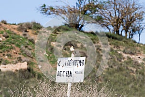 Black-eared Wheatear in Spanish Los Monegros photo