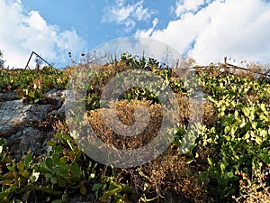 Arid Nature on Greek Hillside