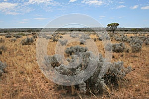 The arid Nullarbor