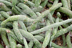 Arid plants - ASTERACEAE , Senecio pendulus (Forssk.) Sch. Bip. photo