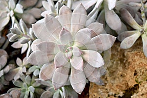 Arid plants - CACTACEAE , Echeveria sp.