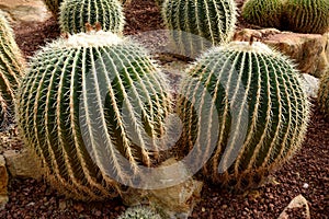 Arid plants - CACTACEAE , Echinocactus grusonnii Hildm