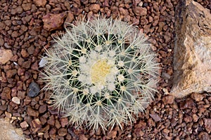 Arid plants - CACTACEAE , Echinocactus grusonnii Hildm