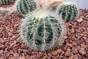 Arid plants - CACTACEAE , Echinocactus grusonnii Hildm