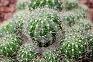 Arid plants - CACTACEAE , Echinopsis calochlora