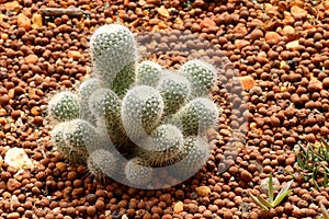 Arid plants - CACTACEAE photo