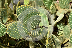 Arid plants - CACTACEAE , Opuntia microdasys photo