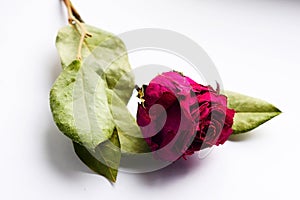 Arid red rose with green leaflets on white background.