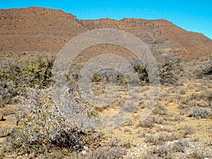 Arid stony landscape in the Karoo National Park, South Africa