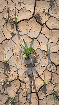 Arid summer scene parched ground, cracked and devoid of moisture