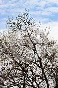 arid tree branches