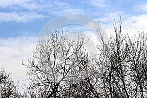 arid tree branches