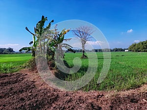 An arid tree with dry branches soaring into the blue sky in the middle of a stretch of green rice fields