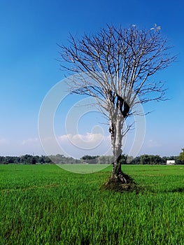An arid tree with dry branches soaring into the blue sky in the middle of a stretch of green rice fields