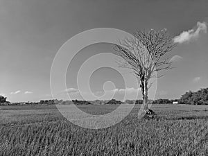 An arid tree with dry branches soaring into the blue sky in the middle of a stretch of green rice fields