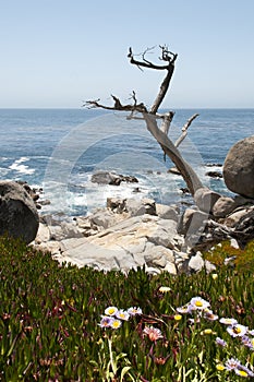 Arid tree looms out to the ocean