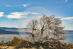 Arid Tree Punta del Marquez Viewpoint Chubut Argentina