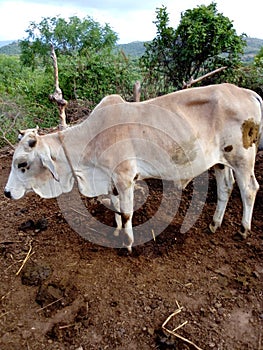 Aridity grazing animals photo