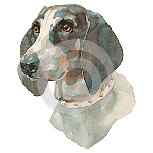 The Ariegeois dog watercolor hand painted dog portrait