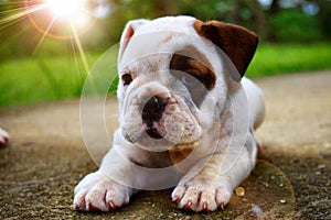 Ariel cachorra Bulldog InglÃÂ©s preciosa photo