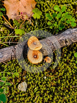 Ariel shot of a mushroom in the Macroworld in forest photo