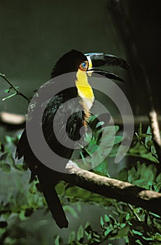 Ariel Toucan or Channel-Billed Toucan, ramphastos vitellinus, Adult standing on Branch