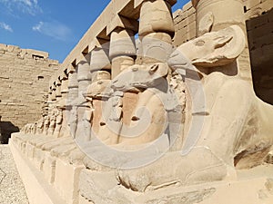 Aries Amon - Karnak temple - Egypt