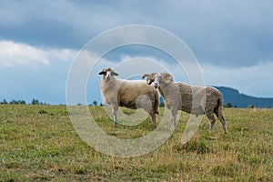 Aries with a big horn