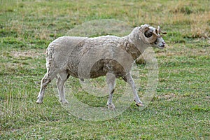 Aries with a big horn