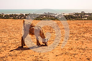 Rosado Beach in Brasil photo