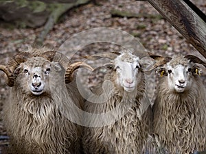 Beran a tÃâ¢i ÃÂeskÃÂ© ovce sledujÃÂ­ fotografa photo