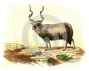 Aries of Walachia, vintage engraving