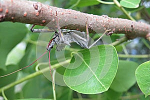 Arilus Cristatus bug on branch, closeup