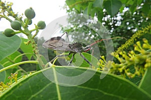 Arilus Cristatus bug on plant, closeup