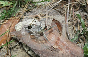 Arilus Cristatus bug on plant, closeup