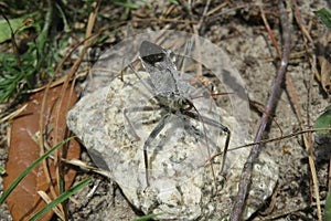 Arilus Cristatus bug on stone, closeup