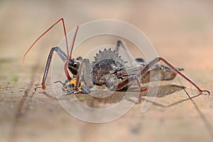 Arilus Cristatus,Wheel Bug Eating Another Insect