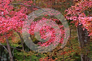 Arima Zuihouji Park in Autumn photo