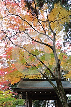 Arima Zuihouji Park in Autumn photo