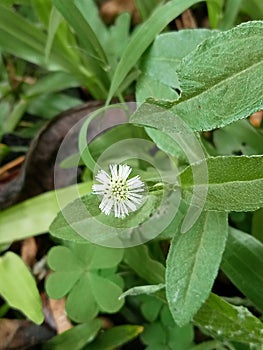 aring urang flower or its scientific name is Eclipta prostrata