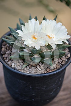 Ariocarpus Fissulatus cactus with white flower