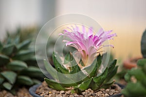 Ariocarpus Fissuratus cactus with pink flower