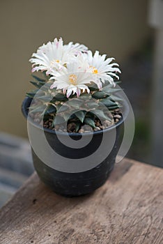 Ariocarpus Fissuratus cactus with withe flower