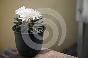Ariocarpus Fissuratus cactus with withe flower