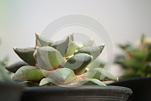 Ariocarpus retusus in flower pot