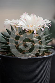 Ariocarpus sp. cactus with white flower