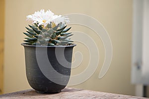 Ariocarpus sp. cactus with white flower